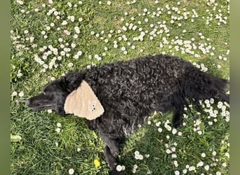 Niok der hübscheste, aber nicht fotogen