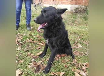 Teddy ein schwarzer Kroate