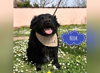 Niok der hübscheste, aber nicht fotogen