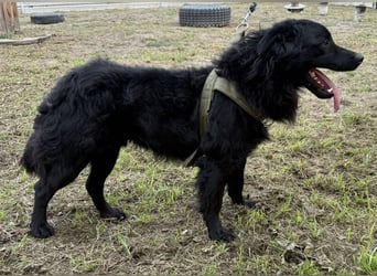 Tobi ein wundervoller Rüde