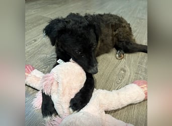 Toni ein sehr intelligenter Bub