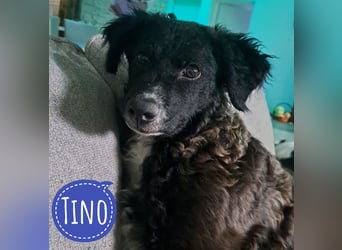 Toni ein sehr intelligenter Bub