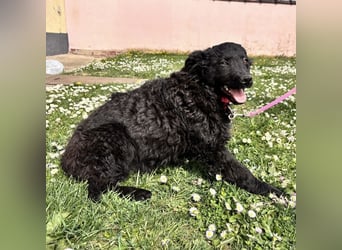 Anora ein freundliches Welpenmädchen