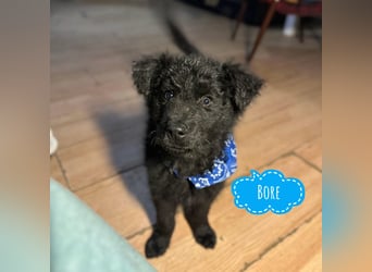 Bore ein kleiner verspielter Welpe