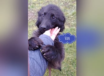 Van ein gutmütiger lieber Hundebub