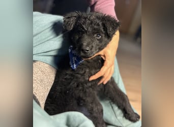 Bore ein kleiner verspielter Welpe