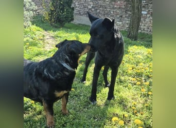 Dona eine zarte Seele