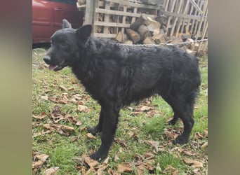 Teddy ein schwarzer Kroate