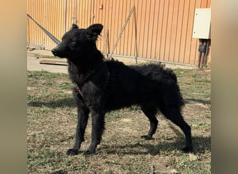 Dora eine schwarze Perle