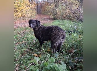 Toni ein sehr intelligenter Bub