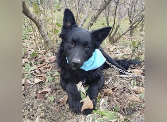 Teddy ein schwarzer Kroate