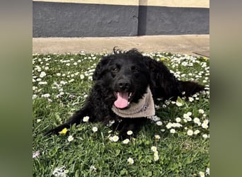 Niok der hübscheste, aber nicht fotogen