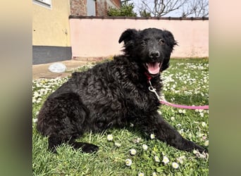 Anora ein freundliches Welpenmädchen