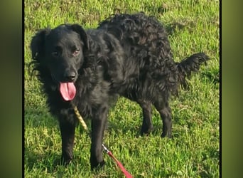 Buddy ein Prachtexemplar