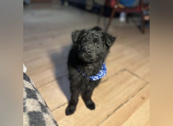 Bore ein kleiner verspielter Welpe