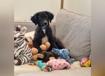 Toni ein sehr intelligenter Bub