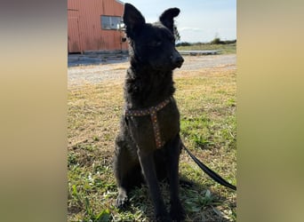 Dora eine schwarze Perle
