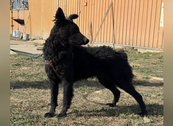Dora eine schwarze Perle