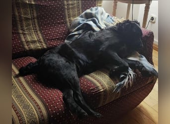 Nero ein Traumhund mit Traumwesen