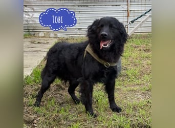 Tobi ein wundervoller Rüde