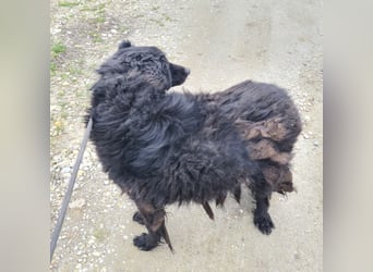 Miko braucht Sicherheit, Liebe und Geborgenheit