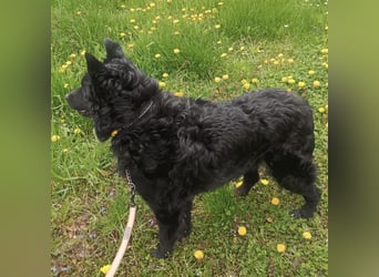 Teddy wartet auf seine Menschen