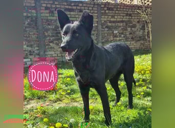 Dona eine zarte Seele