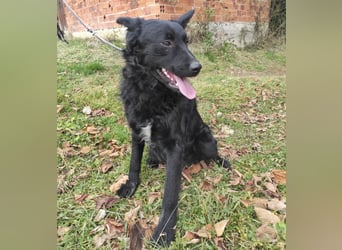 Teddy ein schwarzer Kroate