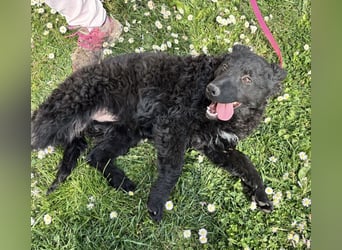 Anora ein freundliches Welpenmädchen