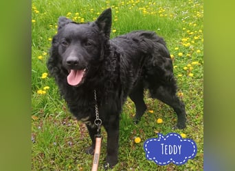 Teddy wartet auf seine Menschen