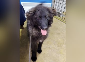 Van ein gutmütiger lieber Hundebub