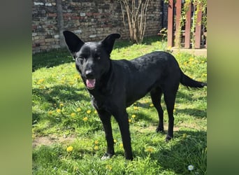 Dona eine zarte Seele