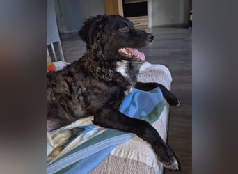 Toni ein sehr intelligenter Bub