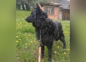 Teddy wartet auf seine Menschen