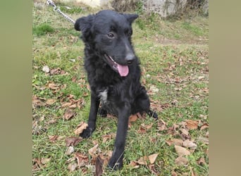 Teddy ein schwarzer Kroate