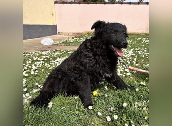 Anora ein freundliches Welpenmädchen