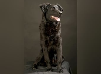 Nero ein Traumhund mit Traumwesen