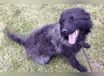 Van ein gutmütiger lieber Hundebub