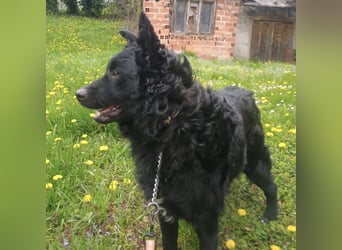 Teddy wartet auf seine Menschen