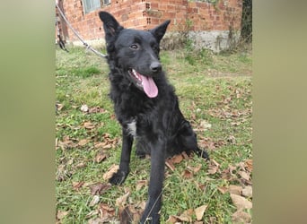 Teddy ein schwarzer Kroate