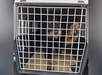 Lori ein absoluter Schatz