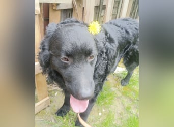 Teddy wartet auf seine Menschen