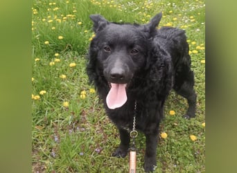 Teddy wartet auf seine Menschen