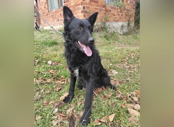 Teddy ein schwarzer Kroate