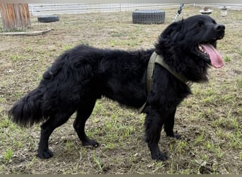 Tobi ein wundervoller Rüde