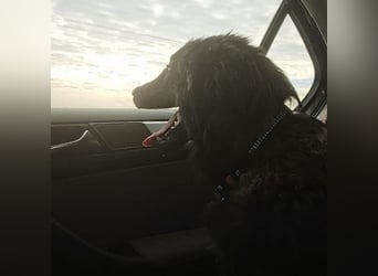 Van ein gutmütiger lieber Hundebub