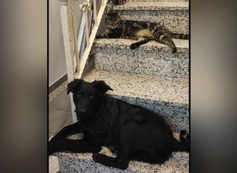 Nero ein Traumhund mit Traumwesen