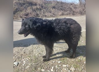 Miko braucht Sicherheit, Liebe und Geborgenheit