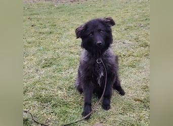 Van ein gutmütiger lieber Hundebub