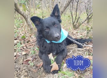 Teddy ein schwarzer Kroate